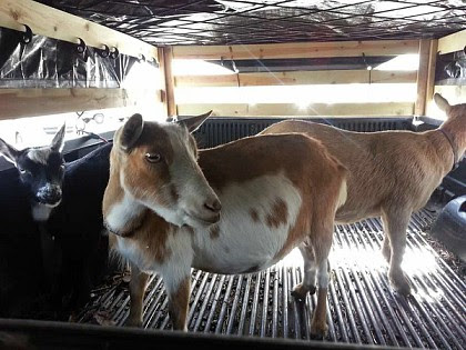 Bringing goats home