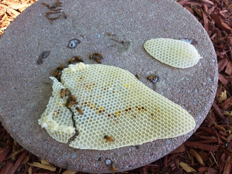 burr comb removed